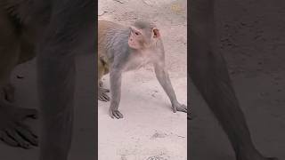 Monkey ytshorts snake wildlife animals monkey monkeyvideo [upl. by Atilef388]