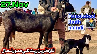 Today Latest Update Faisalabad Bakra Mandi  pardesi Mandi  November 27 2024 [upl. by Scarito]