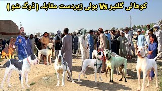 Kohati Gultair Vs Bully Kutta Zabardast Moqabla In Kohat Dogs Market  Pk Animals [upl. by Amapuna]