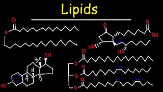 Lipids  Fatty Acids Triglycerides Phospholipids Terpenes Waxes Eicosanoids [upl. by Esenahs462]