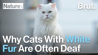 Why House Cats With White Fur Are Often Deaf [upl. by Rednasxela]