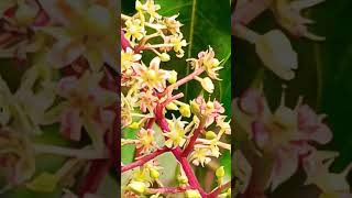 Flowers of Mango Mangifera indica [upl. by Alyse616]