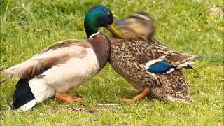 Aggressive male duck attacks hen to force mating a struggle to escape ensues [upl. by Johannessen]