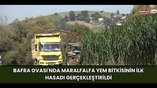 Bafra Ovasında Maralfalfa Yem Bitkisinin İlk Hasadı Gerçekleştirildi [upl. by Ahsieyk773]