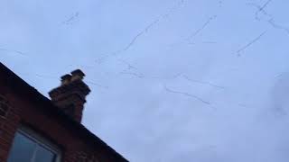 Flock of Pink Footed Geese Snettisham Norfolk [upl. by Batsheva]