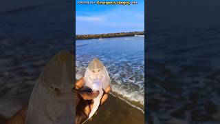 Helping our Stingray running to its home 🌊 stingray localboy abhifishinglife saving shorts [upl. by Aneram]