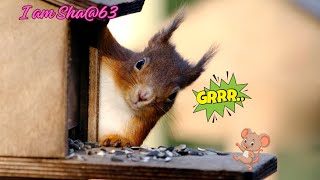 Santa Claus🧑‍🎄 German Red Squirrel at it again 2024 [upl. by Ive]