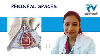 Superficial amp Deep Perineal Spaces by Dr Rajitha Vanga [upl. by Ennaeiluj570]