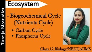 Ecosystem  Nutrients Cycle  Biogeochemical Cycle  Carbon Cycle  Phosphorus Cycle  NEET [upl. by Welton]