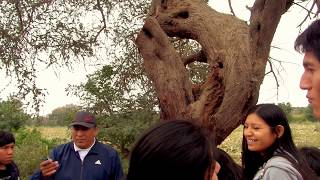 Huarango algarrobo Prosopis pallida Limensis¿ [upl. by Tubb]