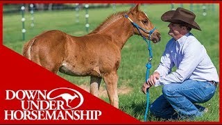 Clinton Anderson Foal Training  Downunder Horsemanship [upl. by Eyot]