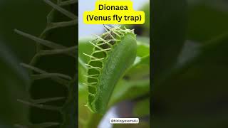 7 Carnivorous plants  Know 7 Insectivorous Plants Names  Plant Science  biologyexams4u [upl. by Emoreg]