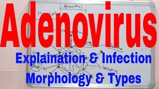 Adenovirus MicrobiologyAdenovirus InfectionAdenovirus MorphologyWhat is AdenovirusMicrobiology [upl. by Nna]