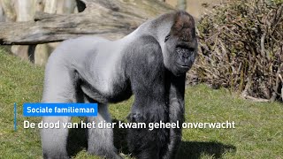 Beroemde gorilla Bokito uit Diergaarde Blijdorp in Rotterdam overleden  Hart van Nederland [upl. by Firooc67]