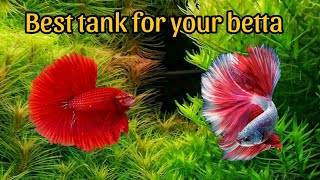 The Ultimate Guide to Choosing the Best Tank for Betta Fish [upl. by So]