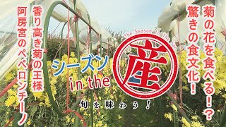 シーズンinthe産「南部町・阿房宮菊」【香り高い菊の王様でペペロンチーノ】㉓ [upl. by Yart933]