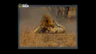 lions kill cheetah Nat Geo Wild [upl. by Cordey290]