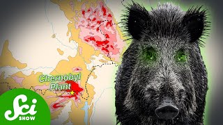 Chernobyls Radioactive Wild Boar Paradox [upl. by Bax600]