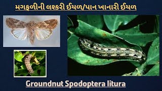 મગફળીની લશ્કરી ઈયળપાન ખાનારી ઈયળ l Groundnut Spodoptera litura [upl. by Rustin]