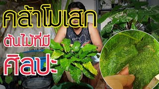 วิธีขยายพันธุ์ คล้าโมเสกแบบง่ายมาก Prayer Plants  หลงไม้ใบ EP60 [upl. by Lanza489]