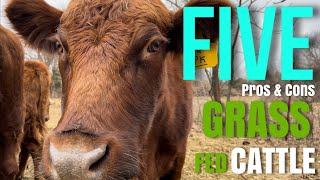 Grass Fed Cattle 5 Pros amp Cons [upl. by Aisya]