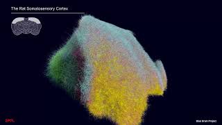 A morphologicallydetailed model of rat somatosensory regions [upl. by Naired983]