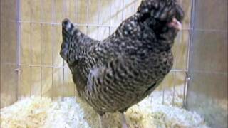 English Araucana bantam cuckoo National Poultry Show UK [upl. by Megan]