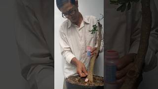 How to shape a bonsai tree with falling branches bonsai bonsaitree bonsaitips diy plants [upl. by Schreib]