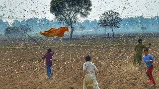 Worst Locusts Attack In Punjab Village After Many Years  Agriculture In Pakistan [upl. by Anitnauq642]