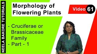 Morphology of Flowering Plants  NEET  Cruciferae or Brassicaceae Family  Part 1  Neela Bakore [upl. by Ardnaeel]