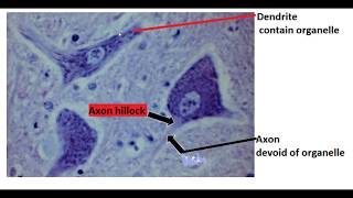 Difference between dendrite and axon [upl. by Nnylyrehc328]