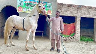 Nukra Ghora For Sale In Pakistan  Nukra Horse  Desi Nukra Ghoda [upl. by Tremain]