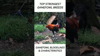 Top Gamefowl of the year 2024 short gamefowl rooster [upl. by Aleyam]