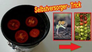 TOMATEN selber ziehen amp anbauen LIFEHACK  Tomatenscheiben einpflanzen  Tomaten Pflanzen Tipps 🍅 [upl. by Nevag]