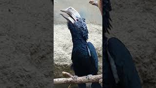 Nashornvogel Hornbill Sound Call Crying shorts funny animals [upl. by Emilie]