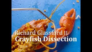 Crayfish Dissection [upl. by Aramat]