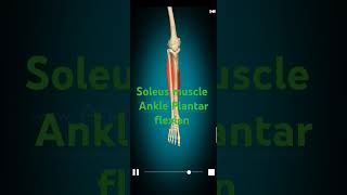 Soleus muscle Ankle Plantar Flexion calfpain calfstretch anklepain jhajjar drrohitchhikara [upl. by Dorris]