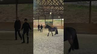 lunging clinic horse equestrian ￼ [upl. by Ariada]