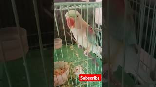 🦜🦜parrot birds parrottalking channelsubscribe talkingparot Rajasthanivlogs [upl. by Alvina104]