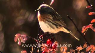 Accentors on a birding trip to Ladakh [upl. by Samoht]