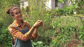 Permaculture Paradise Central Jacksonville Florida [upl. by Othello633]