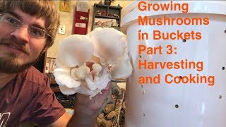 Growing Oyster Mushrooms in Buckets Part 3 Harvesting and Cooking [upl. by Walli]