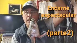 BACOTAS CAZON TIBURONES CARNADASTECNICAS Y SECRETOS PARTE 2 [upl. by Fai593]