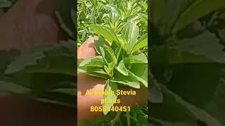 Stevia plants stevia farming gurukripa orgenic herbal farm [upl. by Abbottson325]