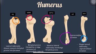 Appendicular  Comparative Vet Anatomy  Skeletal System  scapula humerus radiusulna carpals [upl. by Mazel]