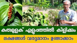 വിജയൻ മാസ്റ്റർ കുരുമുളക് കായ്പ്പിക്കുന്ന രീതി  സ്ഥലം ഒരു പ്രശ്നം അല്ല  Kerala [upl. by Annaira]