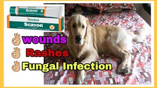 Trimming dogs hair in summers and applying Himalaya Scavon vet cream for rashes [upl. by Pollack]