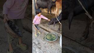 Navya ne apni choti katdi ko ghas khilaya shorts villagelife unbelievablenavya trendingshorts [upl. by Elvin844]