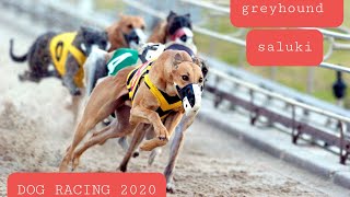 Greyhound and Saluki racing dubai 2020 UAE [upl. by Hallvard661]