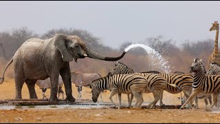 Wild Life  Nature Documentary Full HD 1080p [upl. by Wrennie]